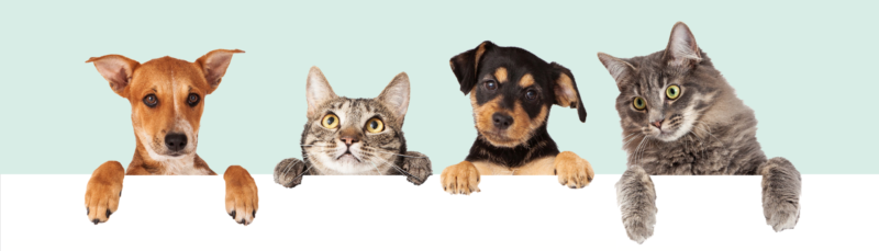 State-of-the-Pet-Industry-header-e1536697427570.png