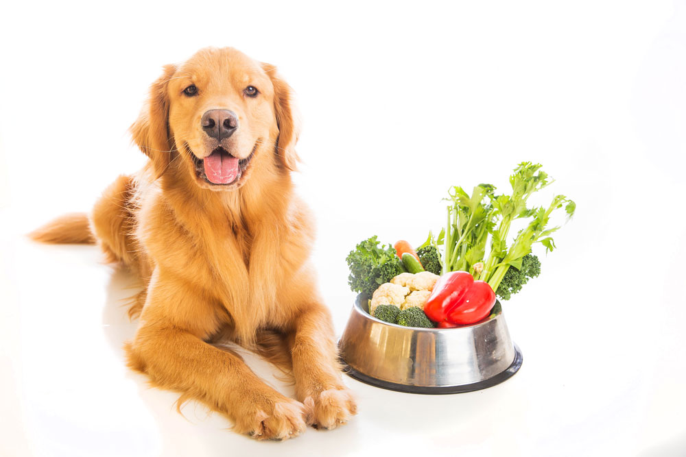 healthy-dog.jpg