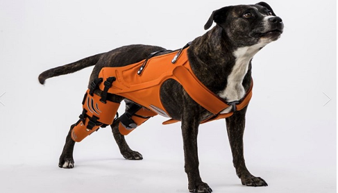 hipster-harness-for-dogs-pe.png