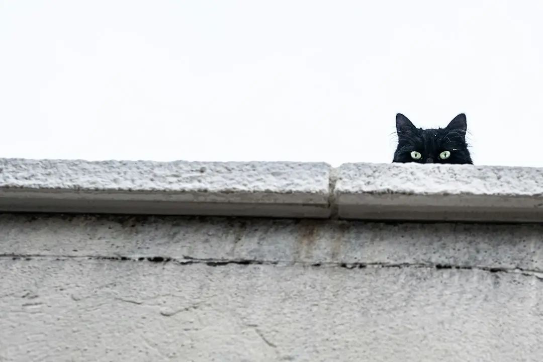 关于黑猫的12个令人惊讶的事实