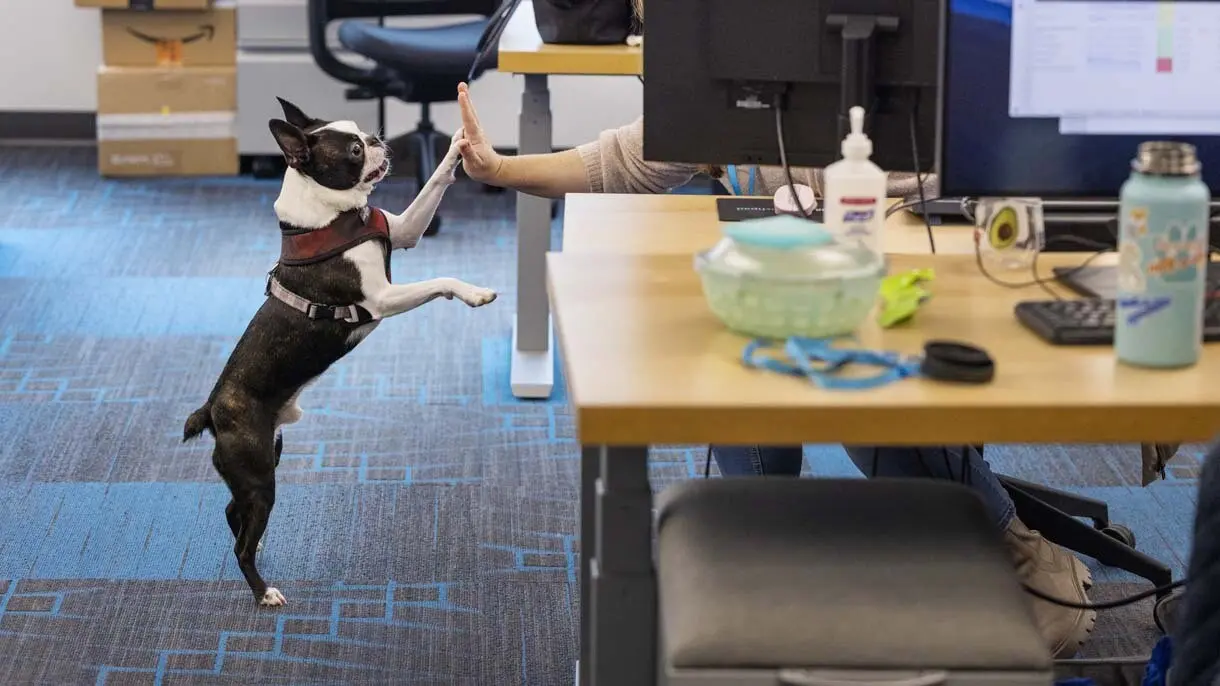 doggos.webp